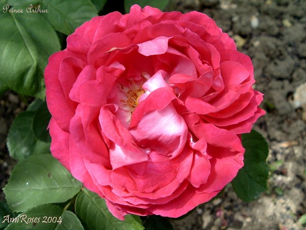 'Prince Arthur' rose photo