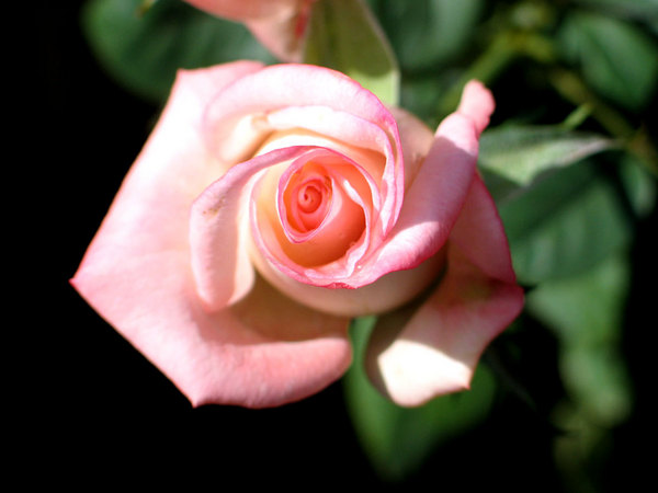 'Johnny Becnel' rose photo