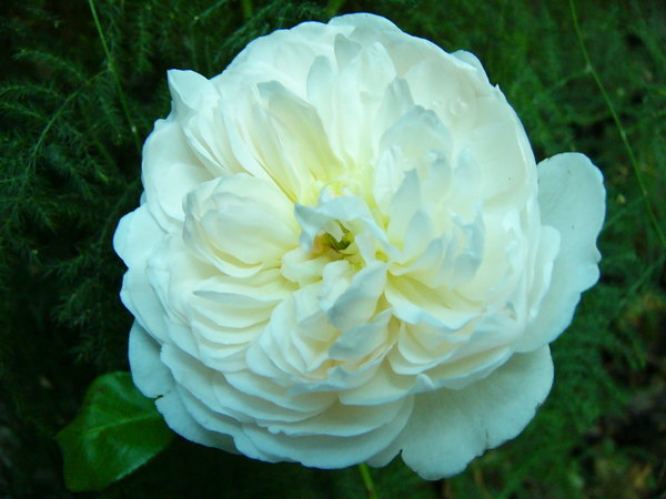 'Glamis Castle' rose photo