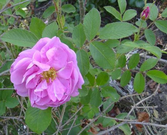 'George Will' rose photo