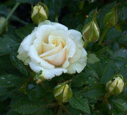 'Water Lily (mini-flora, Jalbert 2004)' rose photo