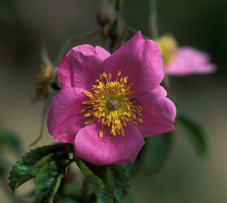'Autumn Glow (hybrid rugosa, Lens, 1985)' rose photo