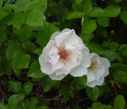 'Jacqueline du Pré (shrub, Harkness before 1986)' rose photo