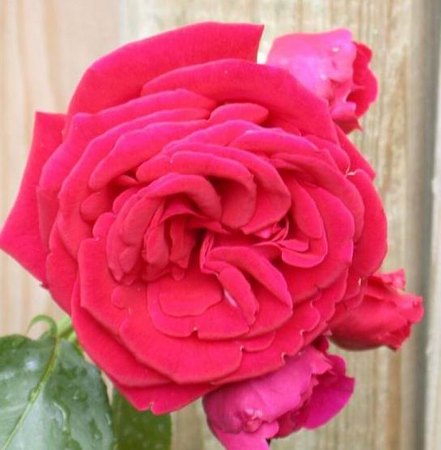 'Black Ruby' rose photo