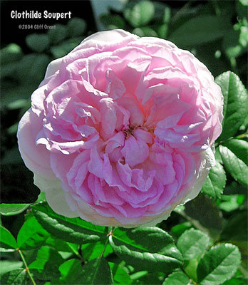 'Clotilde Soupert (polyantha, Soupert & Notting 1888)' rose photo