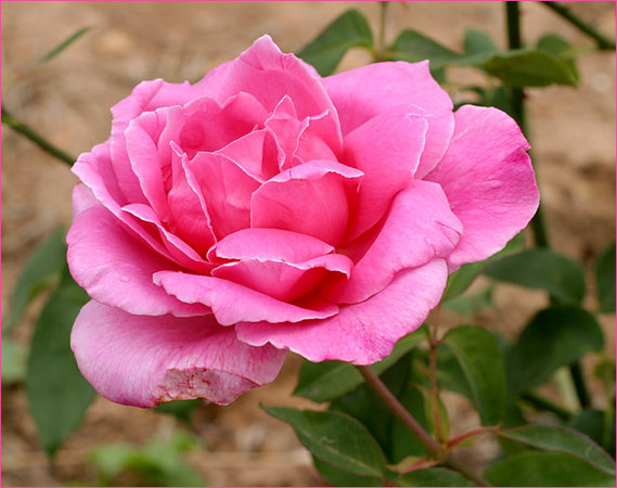 'Mrs. Fred Danks' rose photo
