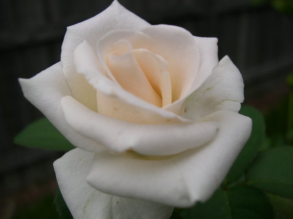 'Vendela ®' rose photo