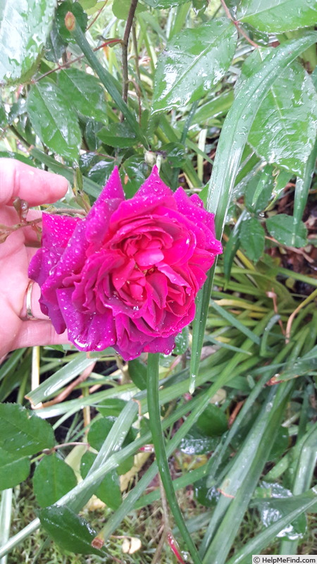 'Marcel Vrignaud' rose photo