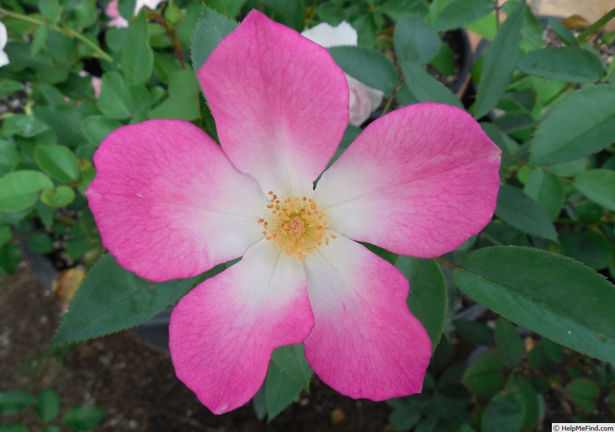 'Tom Mayhew ™' rose photo
