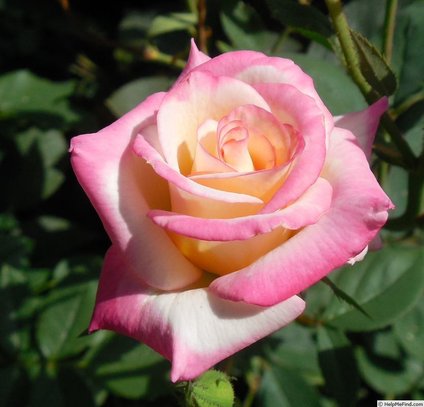 'Luscious Lucy ™' rose photo