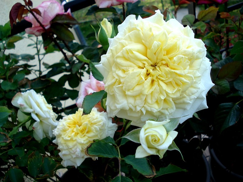 'Sterntaler ®' rose photo