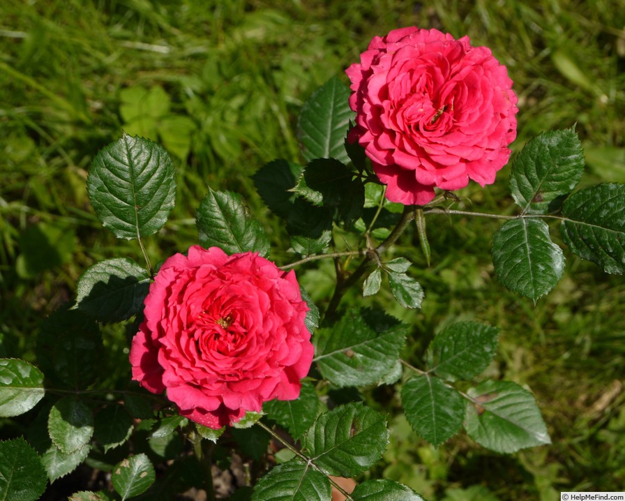 'Neon Kordana ®' rose photo