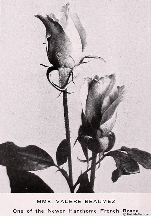 'Madame Valère Beaumez' rose photo