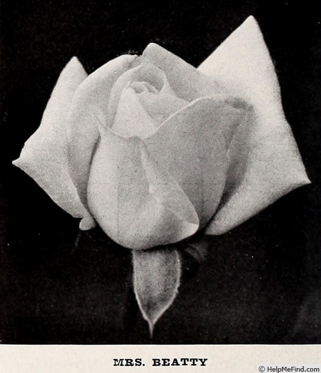 'Mrs. Beatty' rose photo
