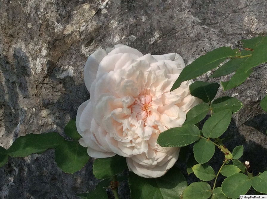 'Souvenir de la Malmaison' rose photo