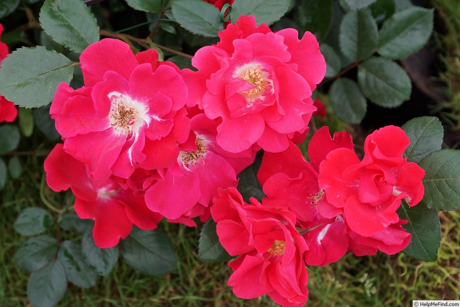 'Chewton Rose' rose photo