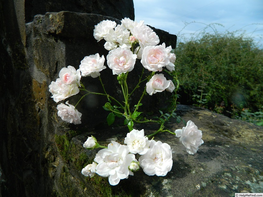 'Big White Fairy' rose photo