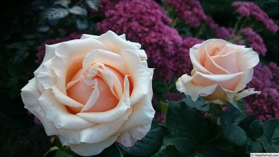 'Peach Avalanche+' rose photo