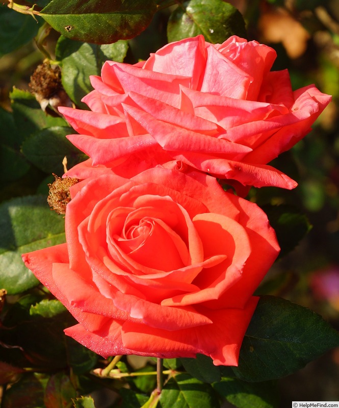 'Aventure (hybrid tea, Croix, 1963)' rose photo