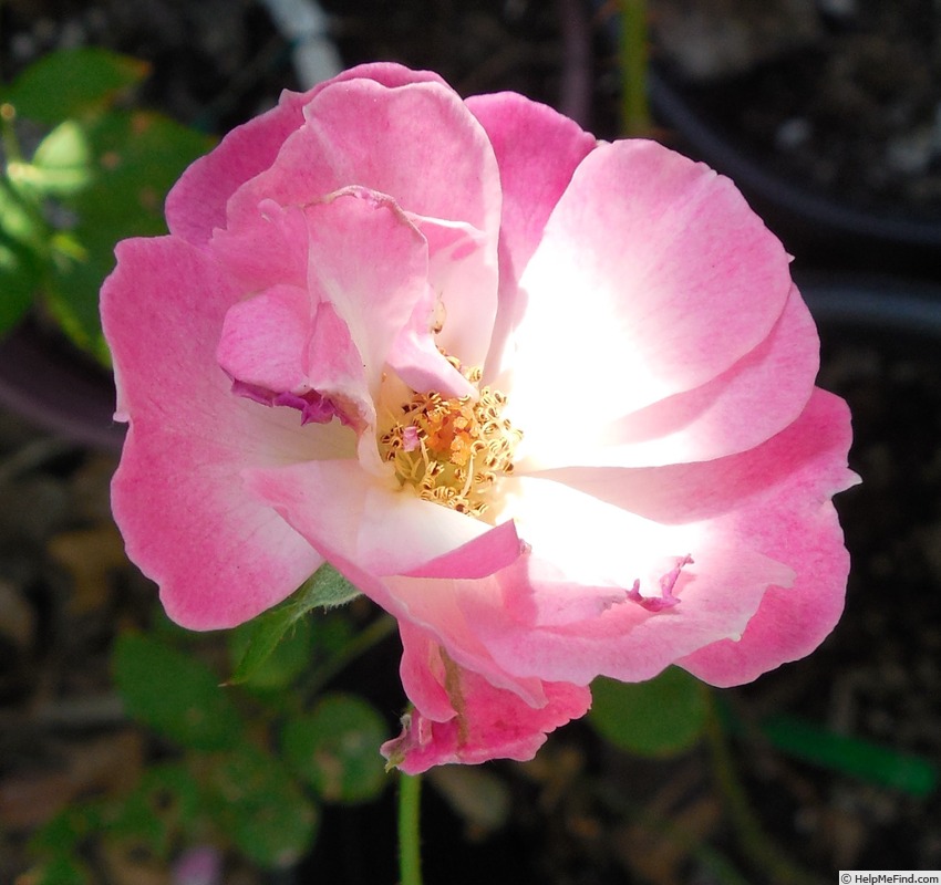 'Dancing in the Wind' rose photo