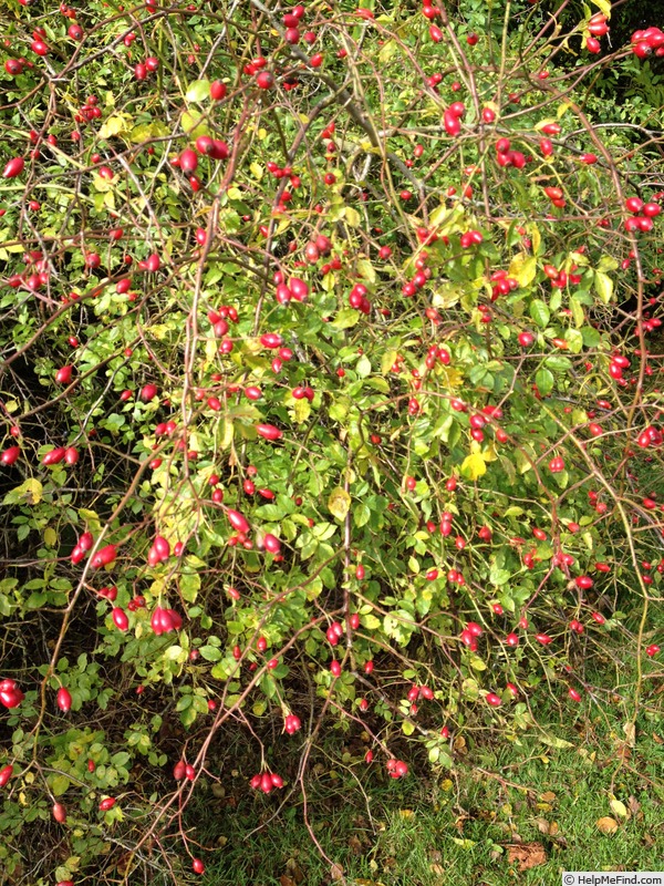 '<i>Rosa canina</i> L.' rose photo