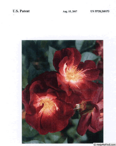 'SPRosul' rose photo
