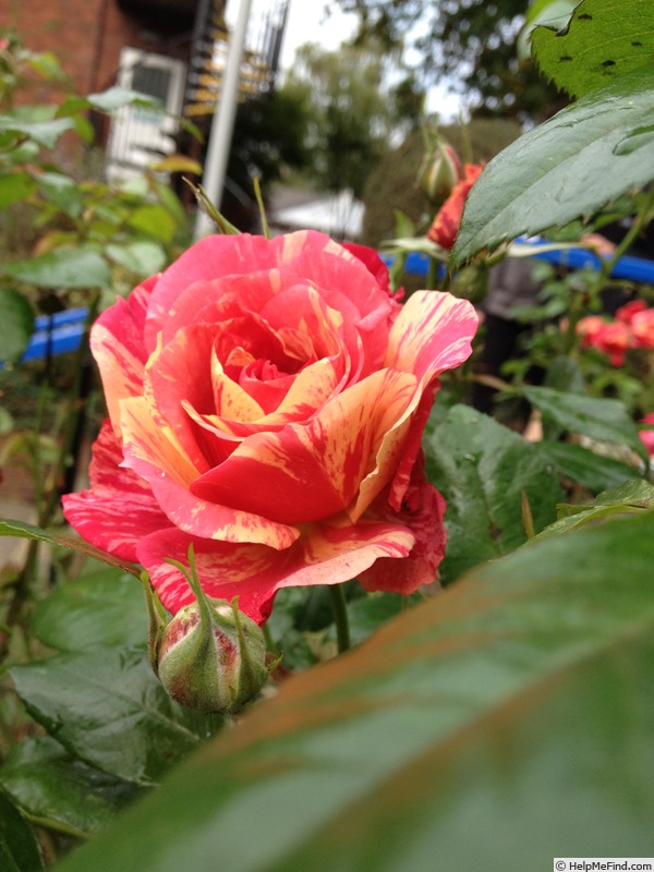 'The University of Chester Rose' rose photo
