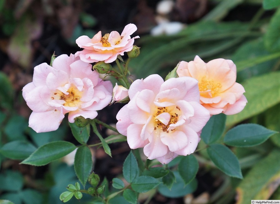 'Claire Scotland' rose photo