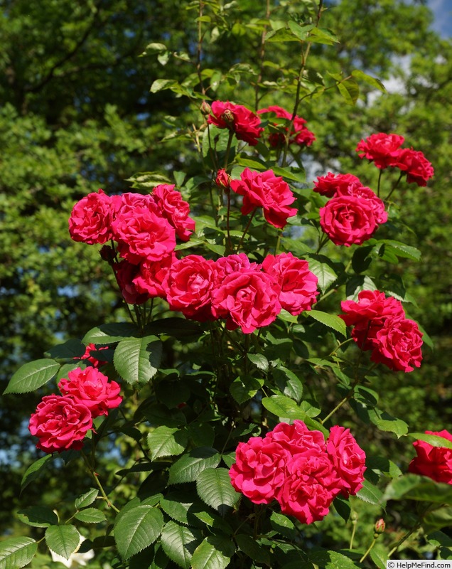 'Feuerschein, Cl.' rose photo