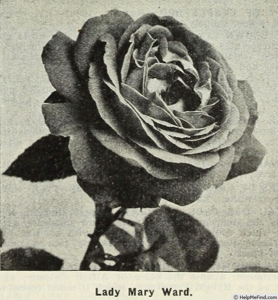 'Lady Mary Ward' rose photo