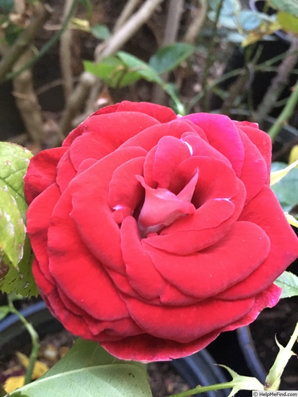 'Grateful Heart' rose photo