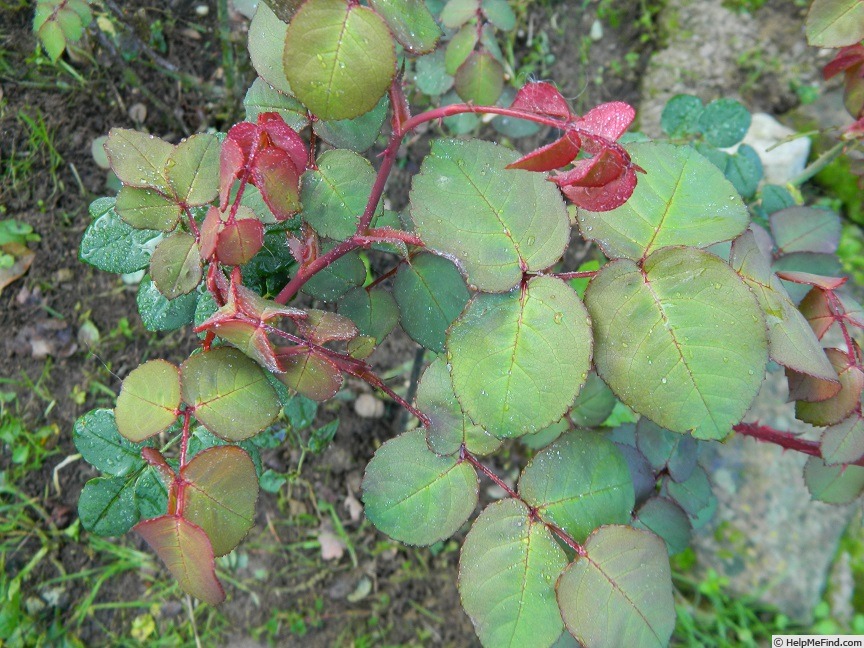 'Forest Melody' rose photo