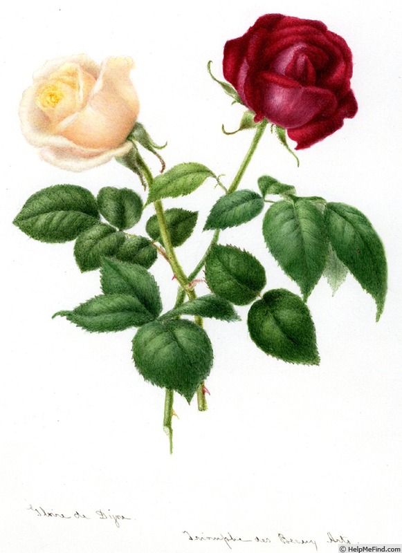 'Triomphe des Beaux-Arts' rose photo