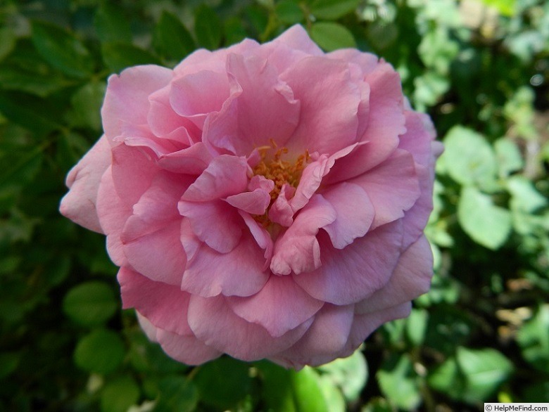 '13-16-04' rose photo