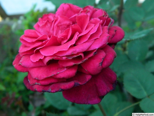 '65-16-02' rose photo