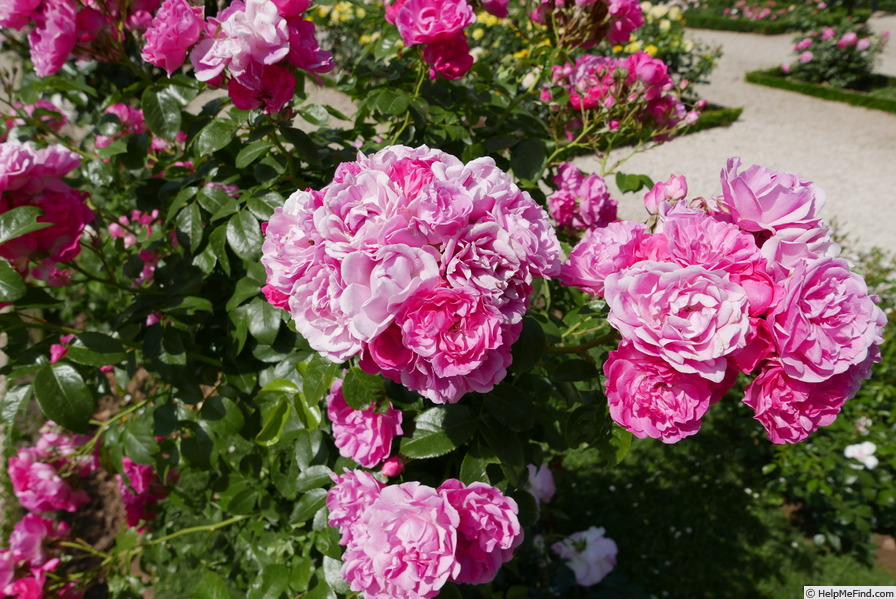 'Pink Floriland ®' rose photo