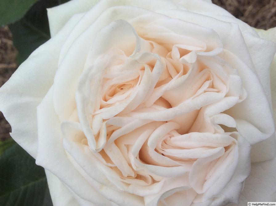 'Coeur de Neige' rose photo