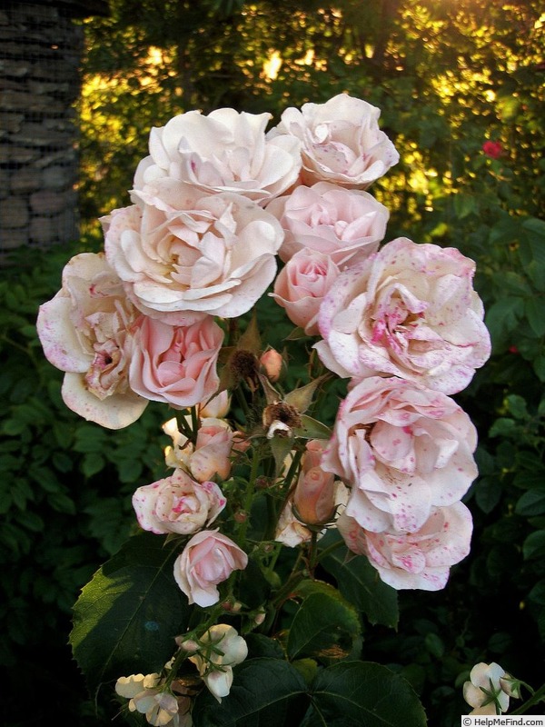 'Easy to Cut' rose photo
