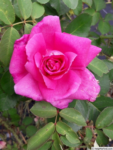 'RojCareLFrey' rose photo
