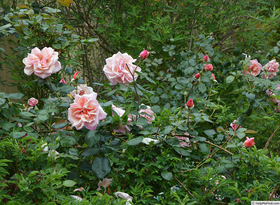 'Indian Summer (climbing hybrid tea, Duehrsen, 1937)' rose photo