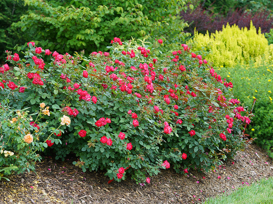 'Oso Easy Double Red' rose photo