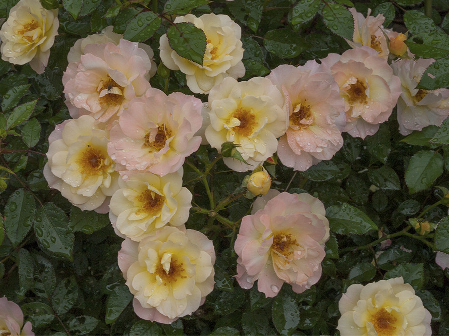 'CHEwnicebell' rose photo