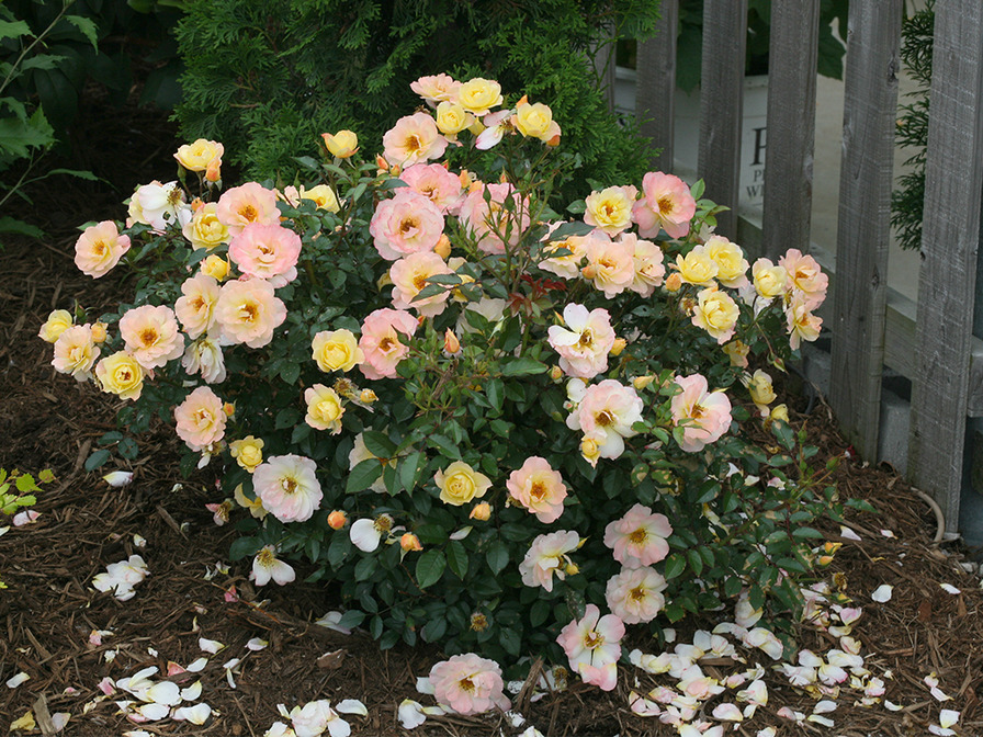 'CHEwnicebell' rose photo