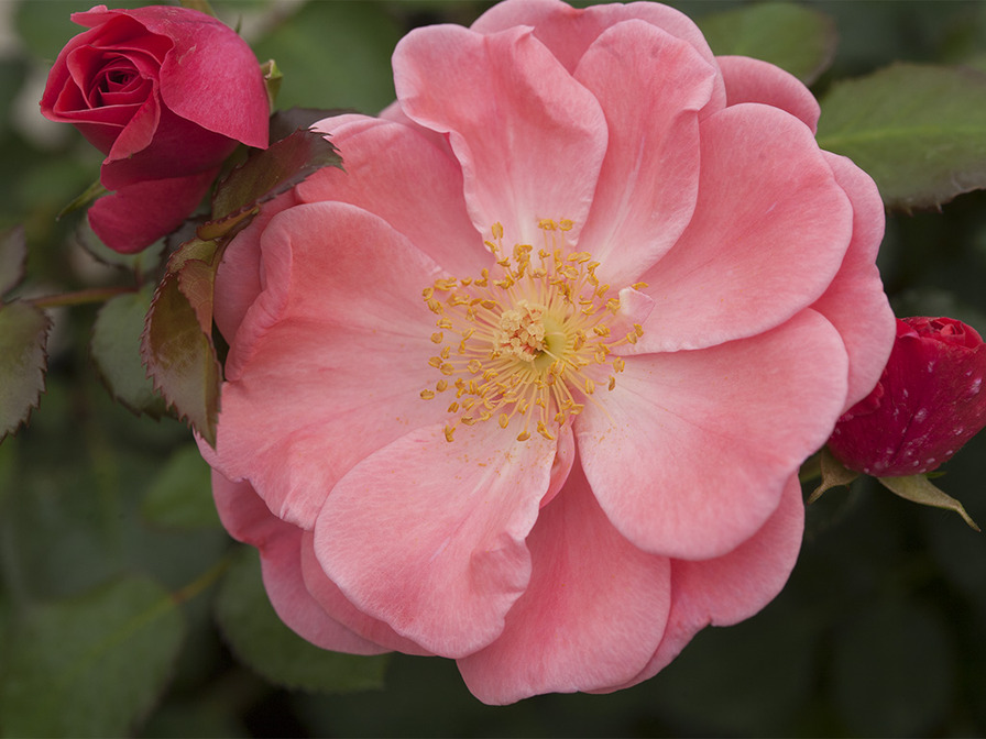 'Oso Easy Pink Cupcake' rose photo