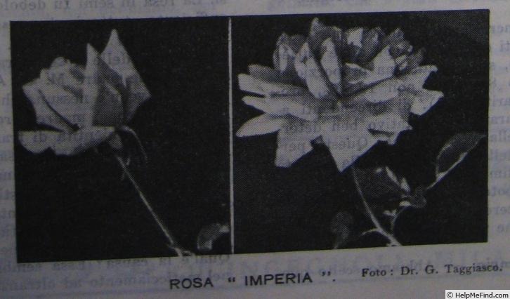 'Imperia (hybrid tea, San Remo Exp. Sta., 1932)' rose photo