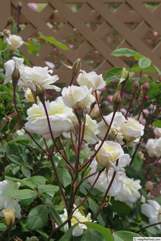 'White Cécile Brunner' rose photo