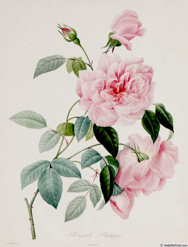 'Philippe (tea, Potard, 1827)' rose photo