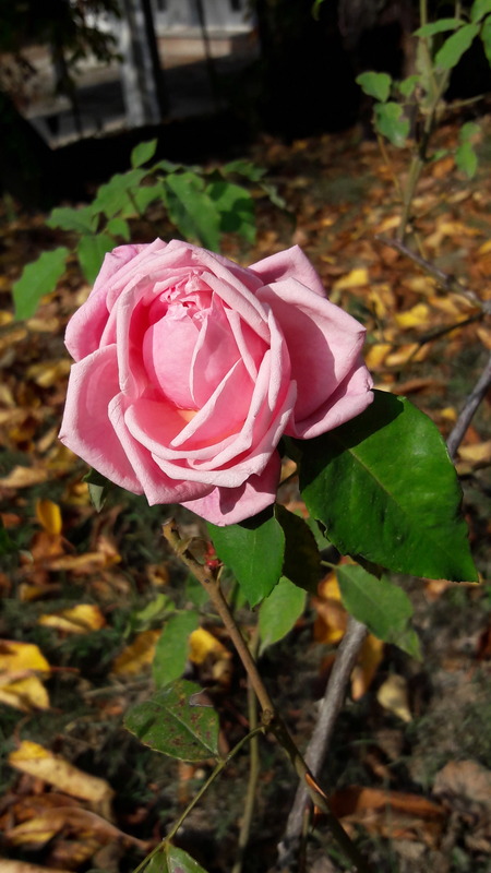 'Paul Nabonnand' rose photo