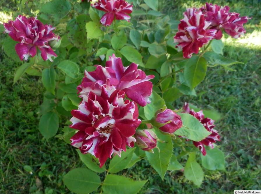 'Havlíčkova národní' rose photo
