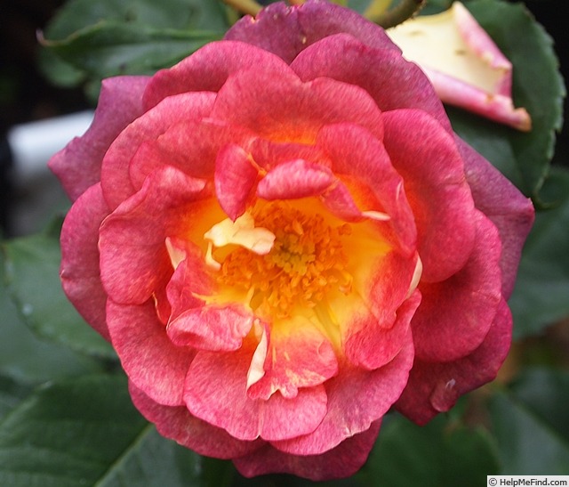'Prieuré de St Cosme ®' rose photo
